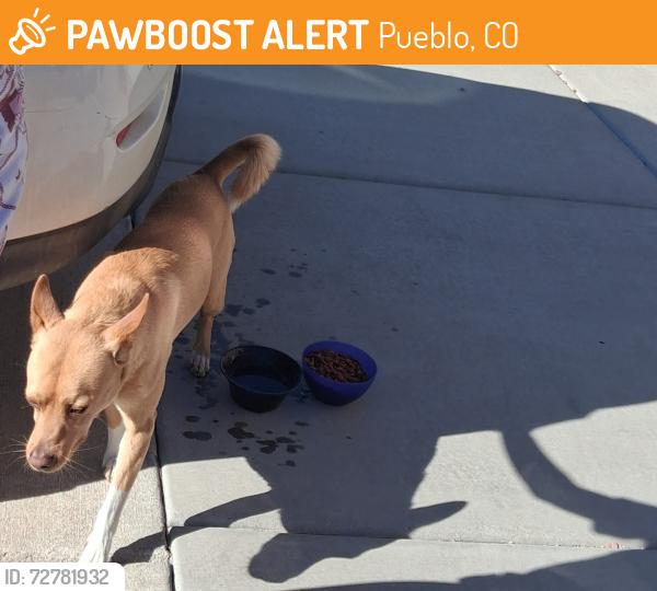 Found/Stray Male Dog last seen Acero and northern , Pueblo, CO 81004