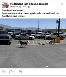 Found/Stray Unknown Dog last seen Unser and southern, Rio Rancho, NM 87124