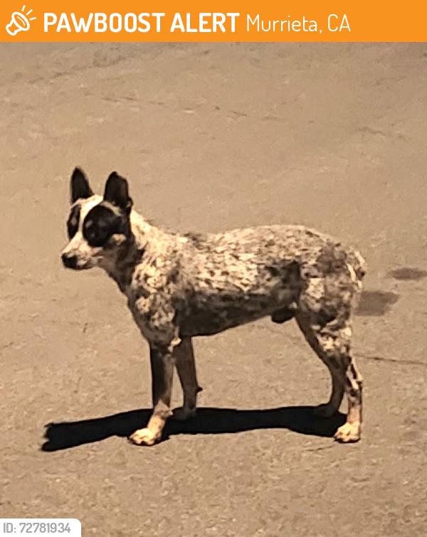 Found/Stray Male Dog last seen Gingerbread/Tinderbox Murrieta , Murrieta, CA 92562