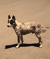 Found/Stray Male Dog last seen Gingerbread/Tinderbox Murrieta , Murrieta, CA 92562