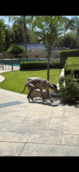 Found/Stray Unknown Dog last seen Nord ave , Bakersfield, CA 93314