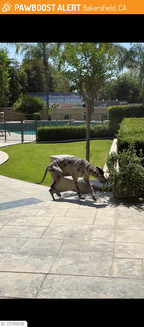 Found/Stray Unknown Dog last seen Nord ave , Bakersfield, CA 93314