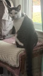 Lost Male Cat last seen Anderson Creek club & Anderson Creek Crossing , Anderson Creek, NC 28390