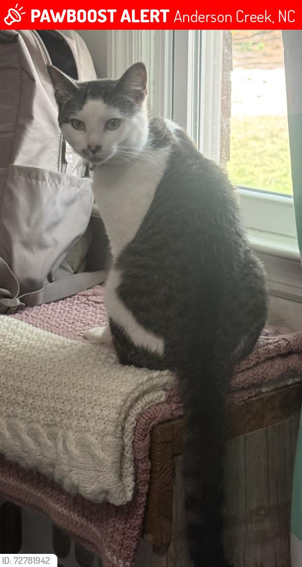 Lost Male Cat last seen Anderson Creek club & Anderson Creek Crossing , Anderson Creek, NC 28390