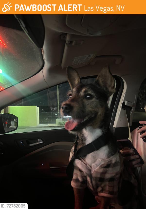 Found/Stray Female Dog last seen boulder highway and lamb, Las Vegas, NV 89121