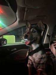 Found/Stray Female Dog last seen boulder highway and lamb, Las Vegas, NV 89121