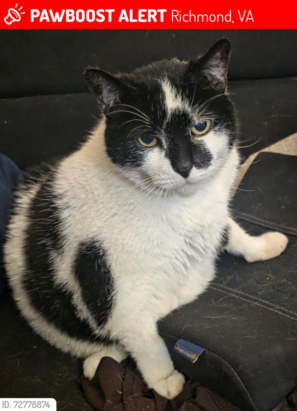 Lost Male Cat last seen 32nd St. and Midlothian , Richmond, VA 23225