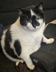 Lost Male Cat last seen 32nd St. and Midlothian , Richmond, VA 23225