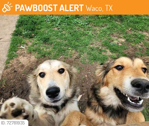 Found/Stray Unknown Dog last seen Belmont and Lee st, Waco, TX 76711