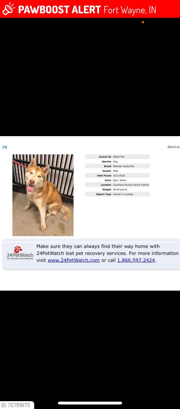 Lost Male Dog last seen Miles Ave Cleveland Ohio, Fort Wayne, IN 46808