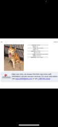 Lost Male Dog last seen Miles Ave Cleveland Ohio, Fort Wayne, IN 46808