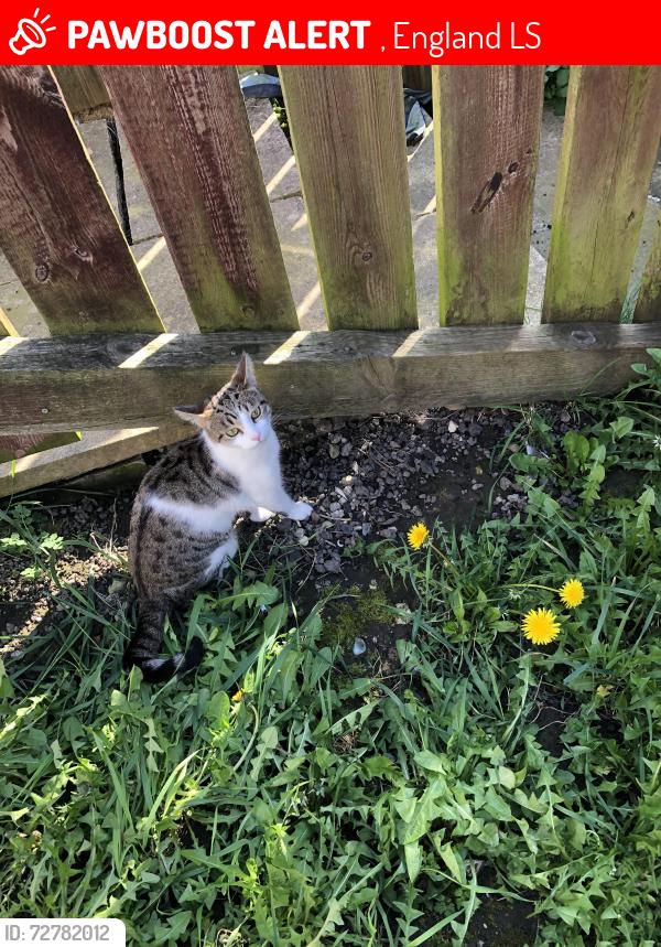 Lost Female Cat last seen Ls25 7jw , , England LS25