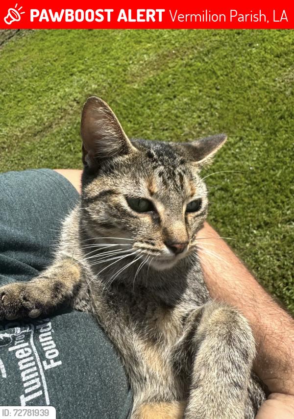 Lost Female Cat last seen Legrange road, north vermilion highschool , Vermilion Parish, LA 70555