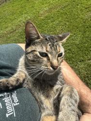 Lost Female Cat last seen Legrange road, north vermilion highschool , Vermilion Parish, LA 70555