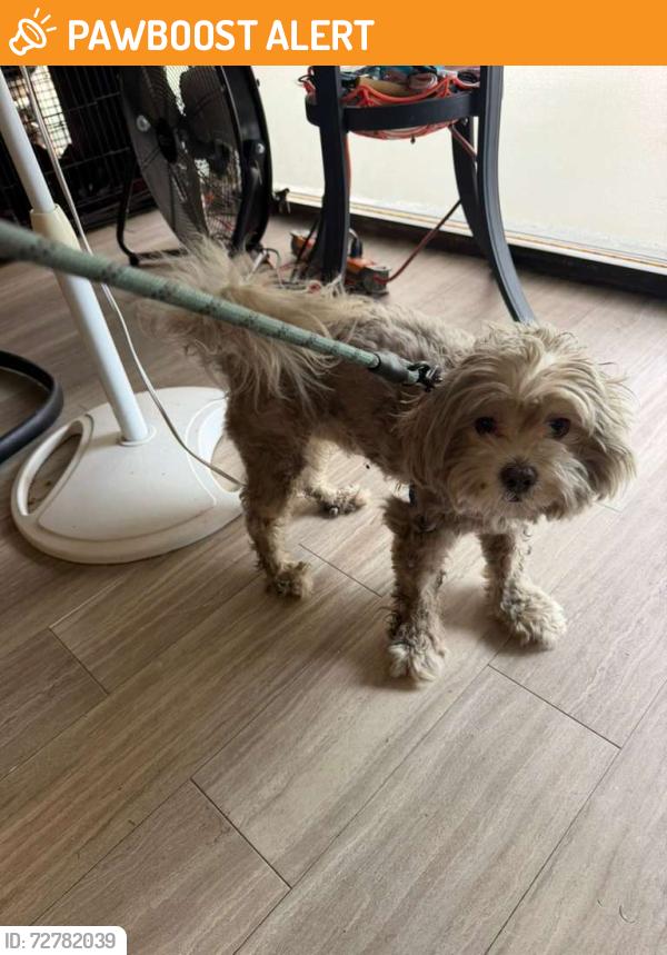Found/Stray Male Dog last seen Near Seaview, North Lauderdale, FL, USA, North Lauderdale, FL 33068