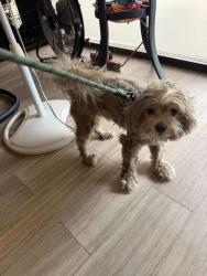 Found/Stray Male Dog last seen Near Seaview, North Lauderdale, FL, USA, North Lauderdale, FL 33068