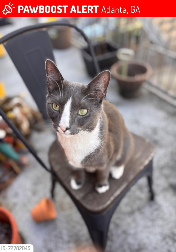 Lost Male Cat last seen Studioplex on Auburn apts, Atlanta, GA 30312