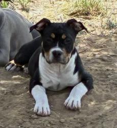 Lost Female Dog last seen Near e 21st Aurora Colorado , Aurora, CO 80011