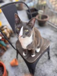 Lost Male Cat last seen Studioplex on Auburn apts, Atlanta, GA 30312