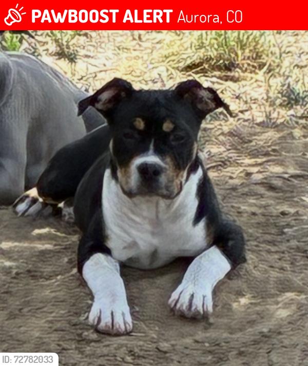 Lost Female Dog last seen Near e 21st Aurora Colorado , Aurora, CO 80011