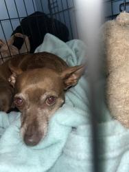 Lost Female Dog last seen Wesley chapel, DeKalb County, GA 30034