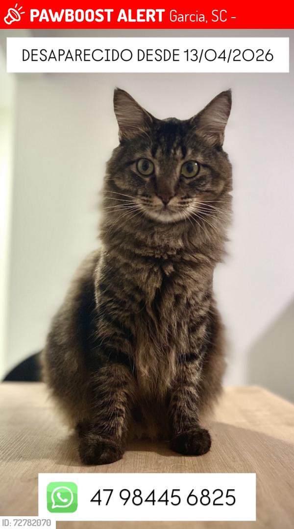 Lost Male Cat last seen Em frente ao batalhao, Garcia, SC 89021-000