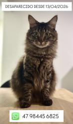 Lost Male Cat last seen Em frente ao batalhao, Garcia, SC 89021-000