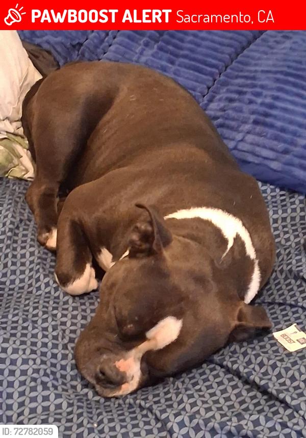 Lost Female Dog last seen Near bell st , Sacramento, CA 95821