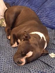 Lost Female Dog last seen Near bell st , Sacramento, CA 95821