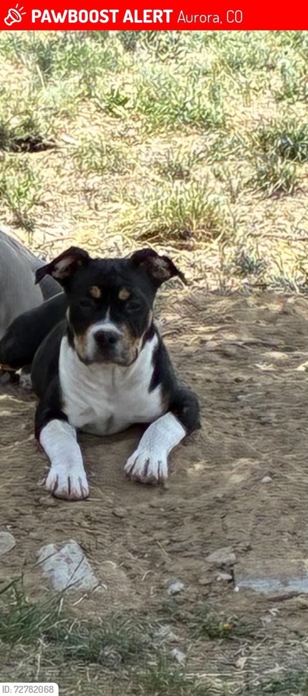 Lost Female Dog last seen Sable and 21st ave, Aurora, CO 80011