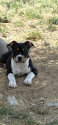 Lost Female Dog last seen Sable and 21st ave, Aurora, CO 80011