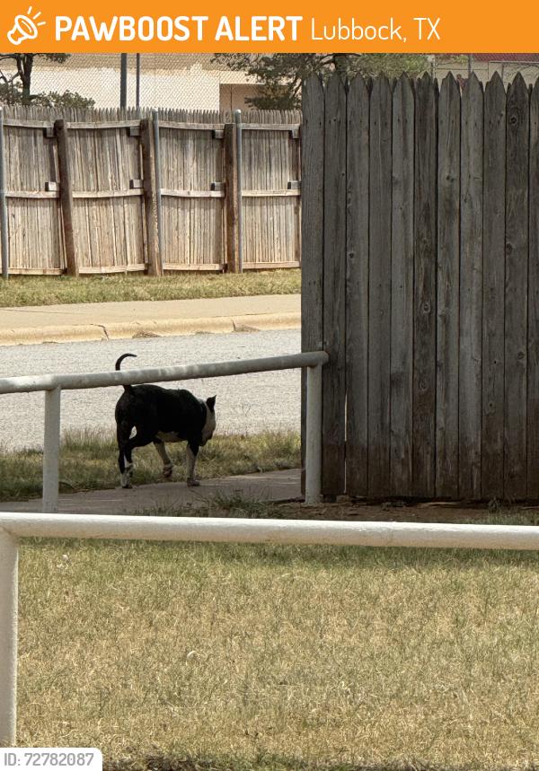 Found/Stray Unknown Dog last seen Salem and itasca, Lubbock, TX 79416