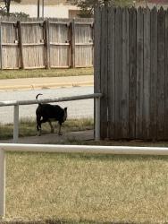 Found/Stray Unknown Dog last seen Salem and itasca, Lubbock, TX 79416