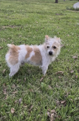 Lost Male Dog last seen Lorraine Blvd and 3rd Street, Los Angeles, CA 90020