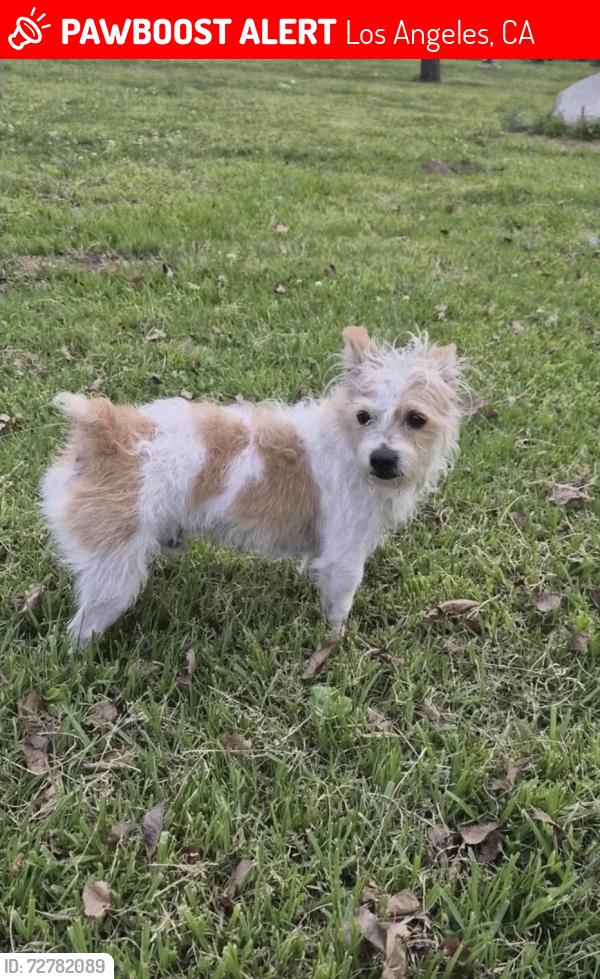 Lost Male Dog last seen Lorraine Blvd and 3rd Street, Los Angeles, CA 90020