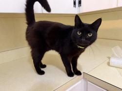 Found/Stray Female Cat last seen Woodland Boulevard , DeLand, FL 32720
