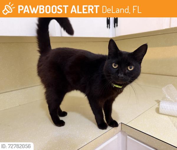 Found/Stray Female Cat last seen Woodland Boulevard , DeLand, FL 32720