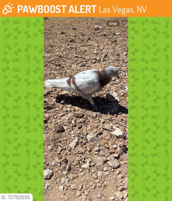 Found/Stray Unknown Bird last seen Exploration Peak Park, Mountain's Edge, Las Vegas, NV 89178, Las Vegas, NV 89101