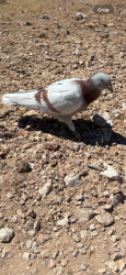 Found/Stray Unknown Bird last seen Exploration Peak Park, Mountain's Edge, Las Vegas, NV 89178, Las Vegas, NV 89101