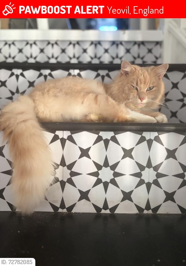 Lost Male Cat last seen Abbey manor , Yeovil, England 
