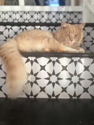 Lost Male Cat last seen Abbey manor , Yeovil, England 