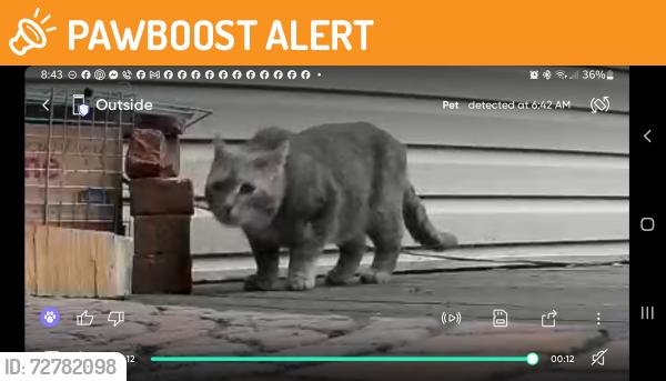 Found/Stray Male Cat last seen Coachway & Smugglers, Anne Arundel County, MD 21401