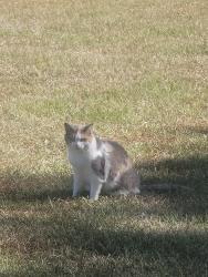 Lost Female Cat last seen Saint Mary Road between D Hodge and Fletcher Smith , Houston County, AL 36320
