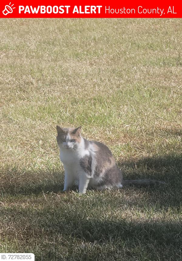 Lost Female Cat last seen Saint Mary Road between D Hodge and Fletcher Smith , Houston County, AL 36320