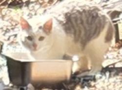 Found/Stray Unknown Cat last seen Rt 30 and Harshaville Rd, Hanover Township, PA 15026