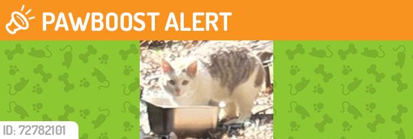 Found/Stray Unknown Cat last seen Rt 30 and Harshaville Rd, Hanover Township, PA 15026