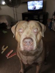 Lost Male Dog last seen Ceaserchavez, Fresno, CA 93702