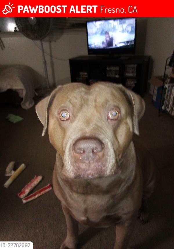 Lost Male Dog last seen Ceaserchavez, Fresno, CA 93702