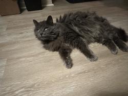 Reunited Female Cat last seen Hetz Drive - (Montgomery Towne cndmniums), Cincinnati, OH 45242