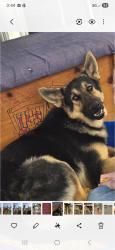 Lost Male Dog last seen Honea Path Elementary school, Honea Path, SC 29654